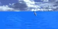 dolphin2_jmp_sky.gif